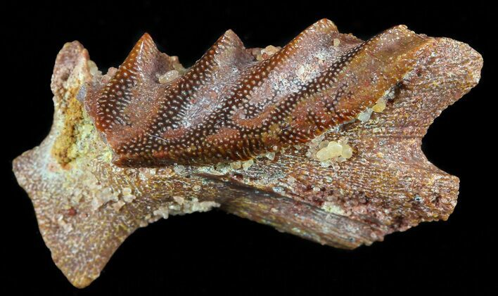 Cretaceous Lungfish (Ceratodus) Tooth Plate #50512